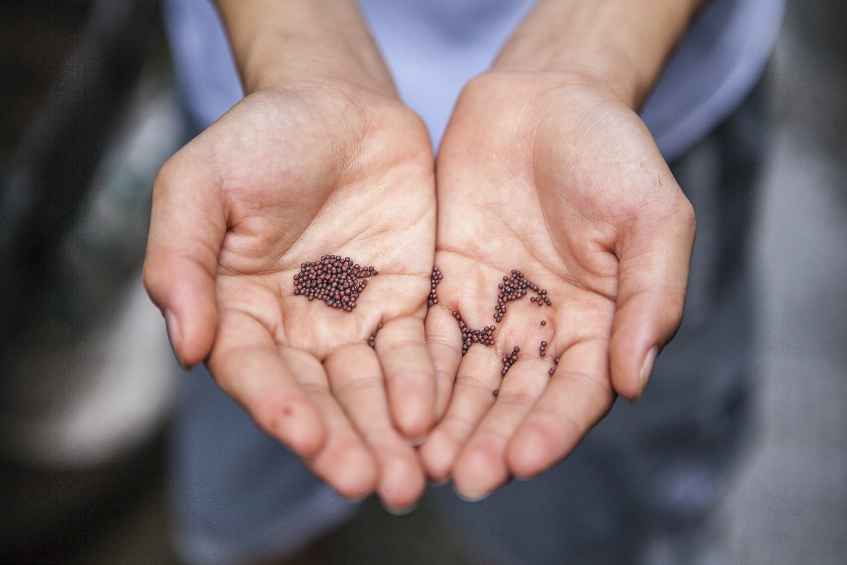 An image of a person's hands open with seeds in them