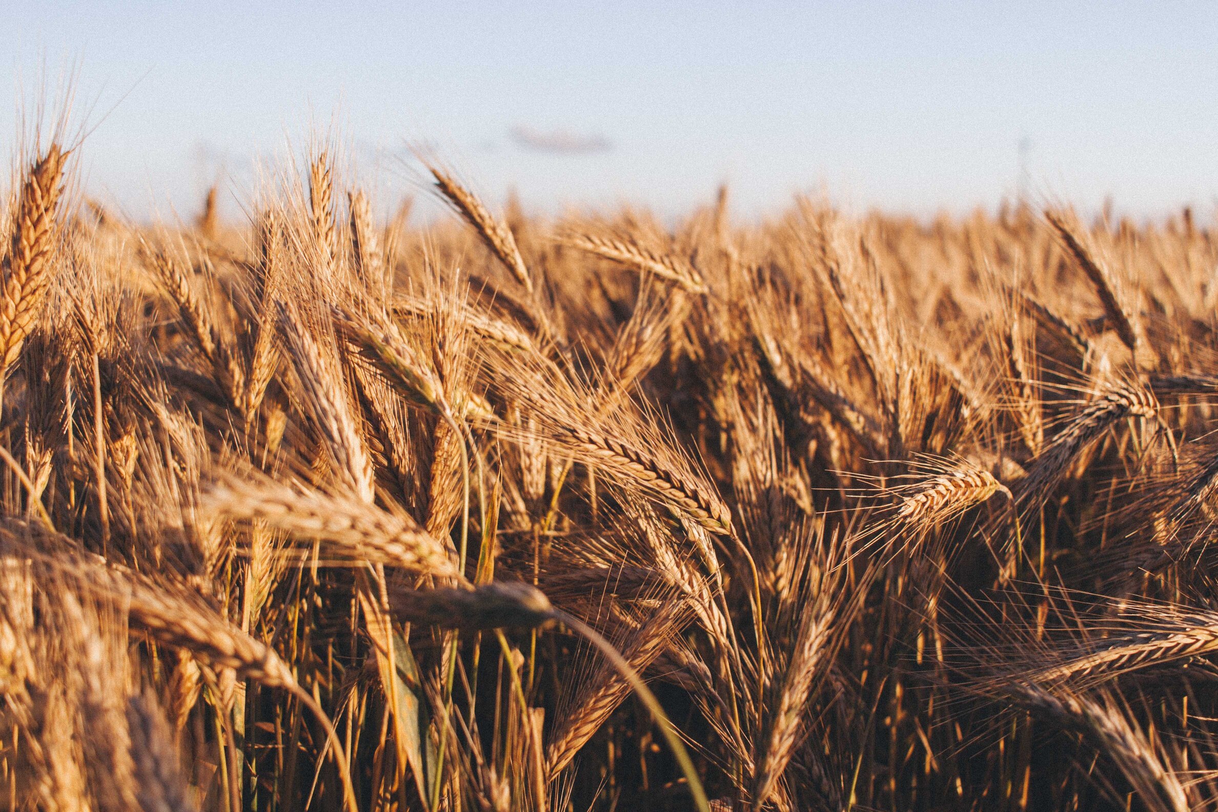 ARE YOU SOWING SEEDS OF LIFE OR DEATH?